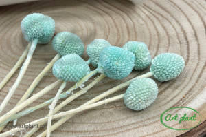Craspedia criogenata Tiffany Blue