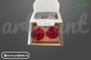 Dalie criogenată roșu închis 6-10cm - Art Plant