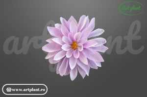 Dalie stabilizată lila cu centru galben-portocaliu, floare naturală conservată Art Plant