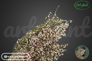 Erica stabilizată pink