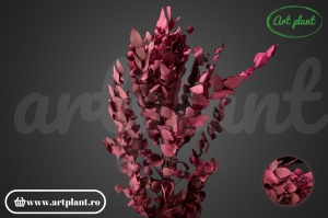Eucalipt Stuartiana Berry - Img 4