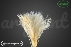 Feather grass bleached