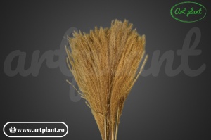 Feather grass natural