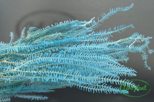 Feriga pteridium blue