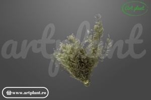 Feriga sertularia verde padure