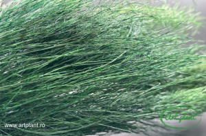 Ferigă Tree Tiki Criogenată Green - Img 2