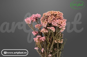 Floare de Orez Criogenata Light Pink