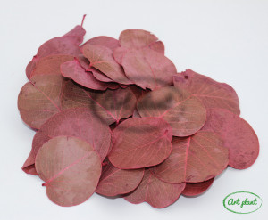 Frunze Moneta Bordo