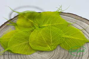 Frunze Voal Verde Aple Green
