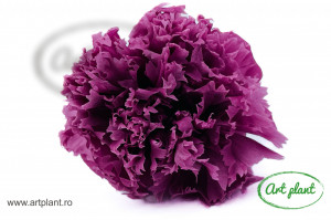 Garoafa criogenata mauve - Img 1