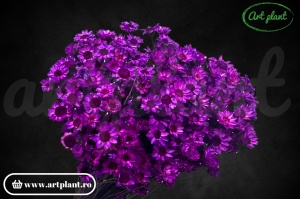 Glixia magenta (G)