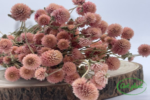 Gomphrena roz natural