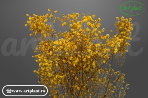 Gypsophila criogenată Galben