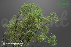 Gypsophila criogenată Green Lime