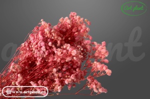 Gypsophila Roz