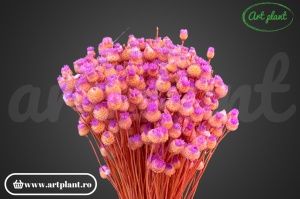 Happy flower filder(G)