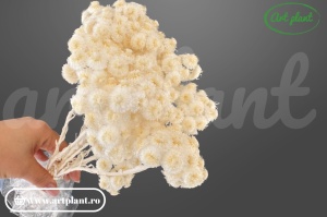 Helichrysum Italian Alb uscat, floare naturală