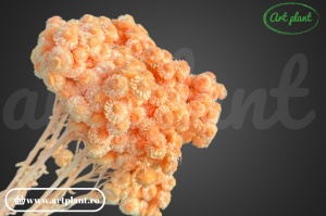 Helichrysum italian orange - Img 2