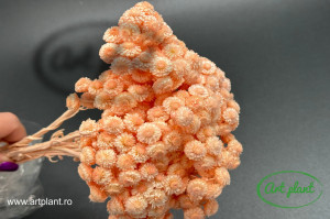 Helichrysum Italian Somon - Img 2