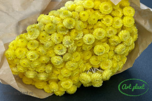 Helichrysum Italian Yellow - Img 2