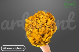 Hortensia Stabilizată Galben Yel03