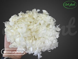Hortensie stabilizată alb crem - floare naturală pentru decor interior