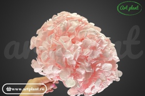 Hortensie Criogenata Roz Pal Pin99 XL - Img 2