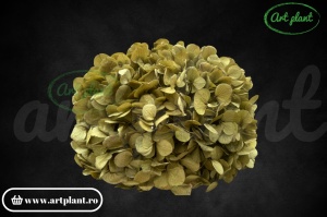 Hortensie Criogenata Verde Olive Gre06 XL - Img 2