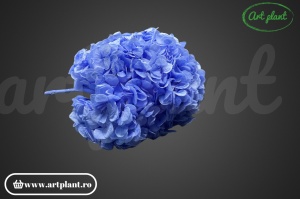 Hortensie Criogenata Violet Vio89 XL - Img 3