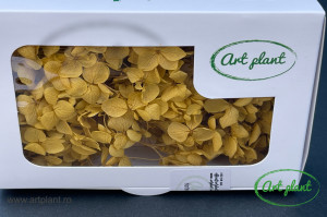 Hortensie Yellow Cofee - Img 2