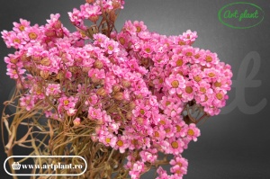 Ixodia pink rosa