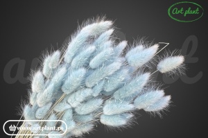 Lagurus albastru deschis - Img 2