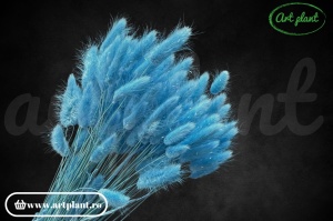 Lagurus azurro (G) - Img 2