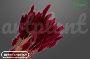 Lagurus bordo (G)