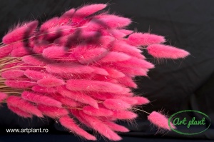 Lagurus ciclam - Img 2