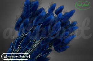 Lagurus dark blue