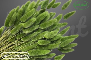 Lagurus forest green