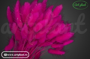 Lagurus fuchsia (G) - Img 2