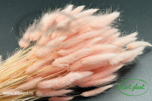 Lagurus light pink - Img 2