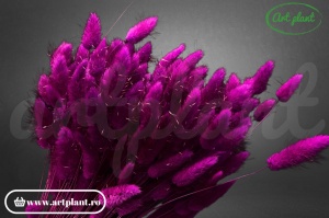 Lagurus magenta - Img 2