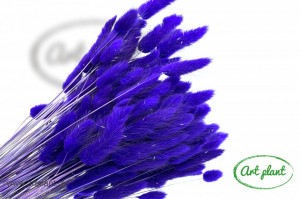 Lagurus purple