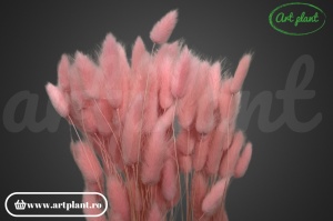 Lagurus rosa tenue - Img 2