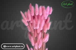 Lagurus roz