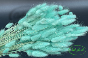 Lagurus verde menta