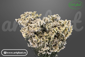Limonium Sinensis Stabilizat Alb/Galben