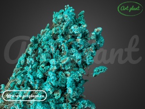 Limonium stabilizat sinensis turquiose - Img 2