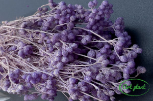 Lona uscata lavanda - Img 2