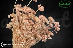 Lona uscata pink
