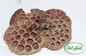 Lotus natural , 3 buc