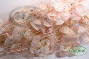 Lunaria Roz